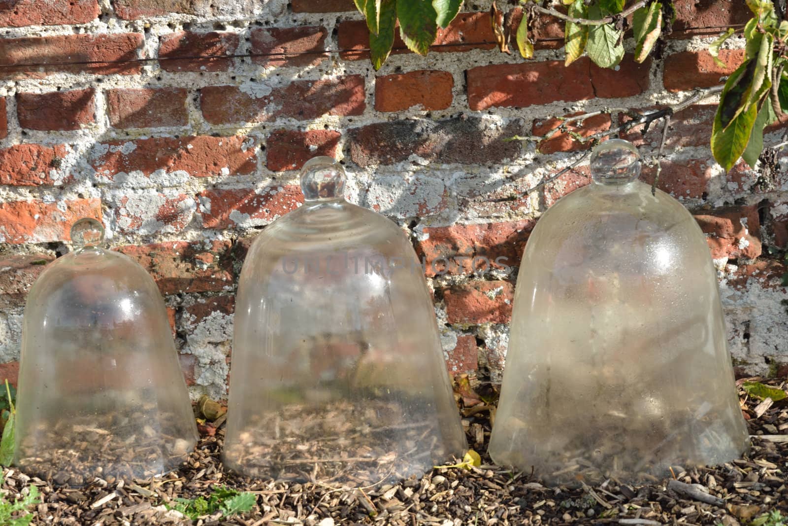 Glass Cloches with brick wall behind