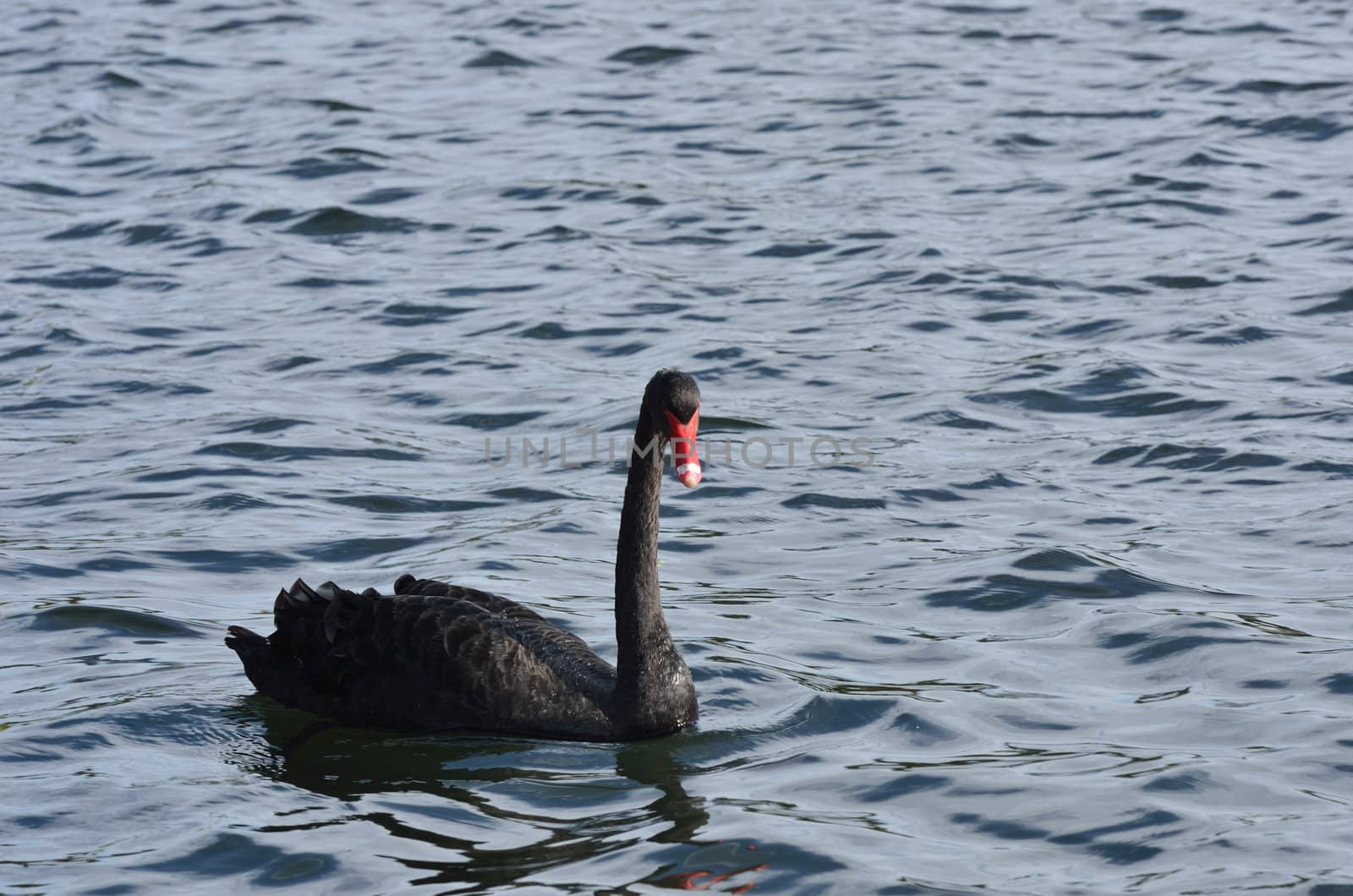 black swan swimming