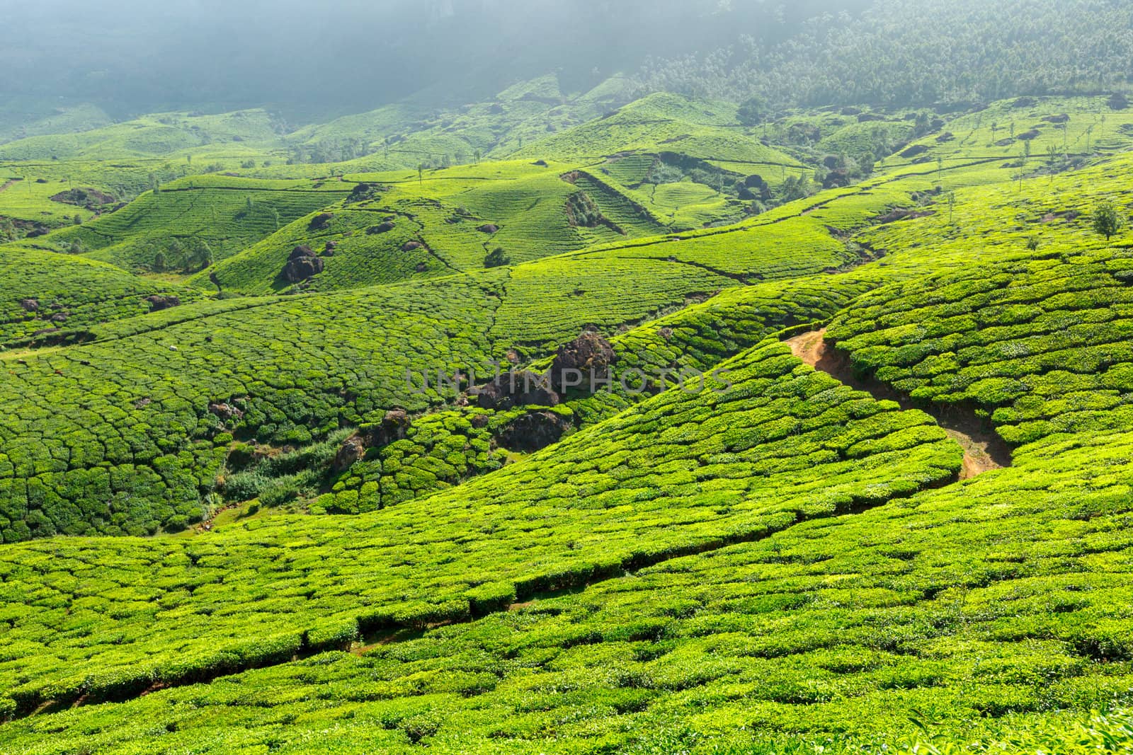 Tea plantations. Munnar, Kerala, India