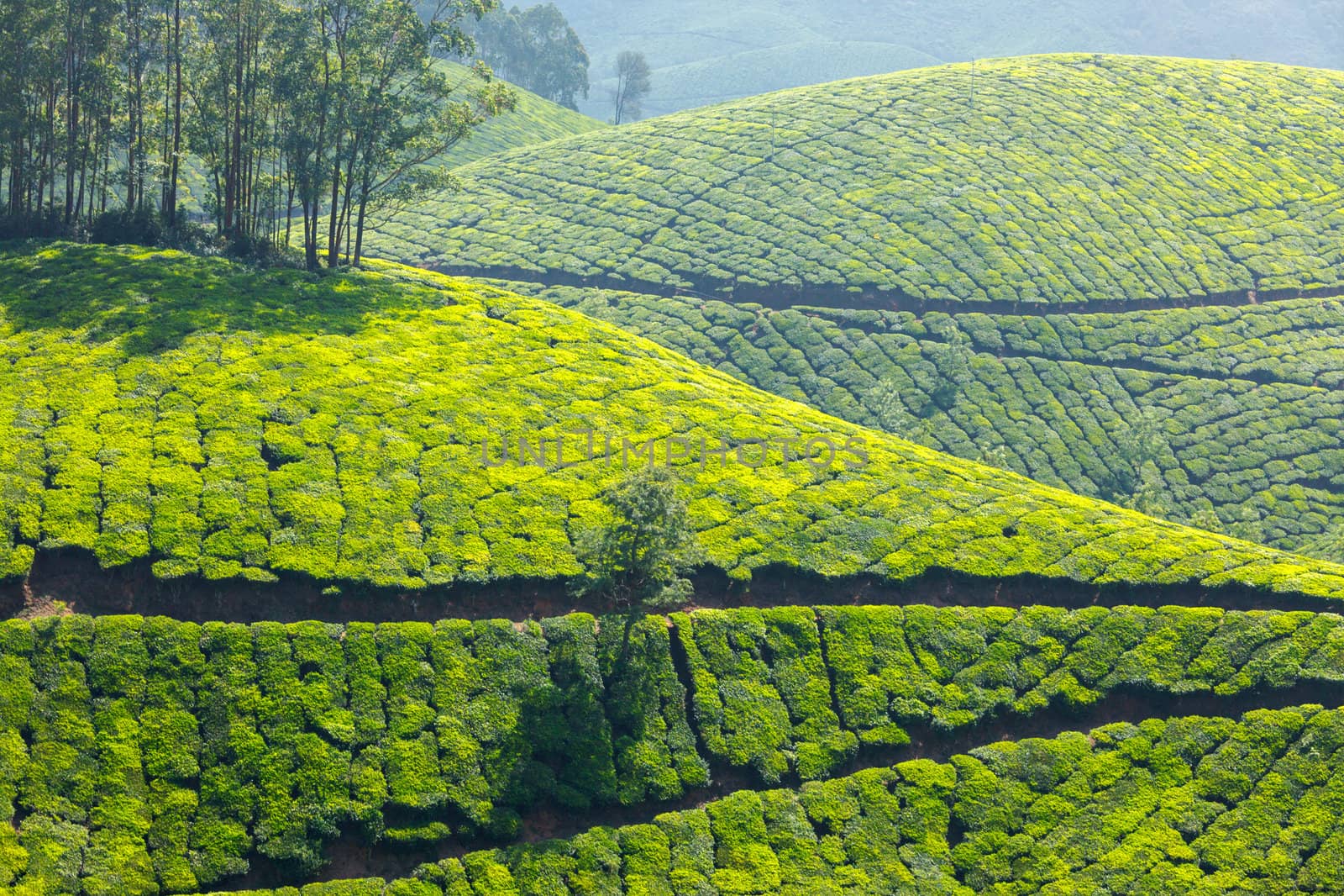 Tea plantations. Munnar, Kerala, India