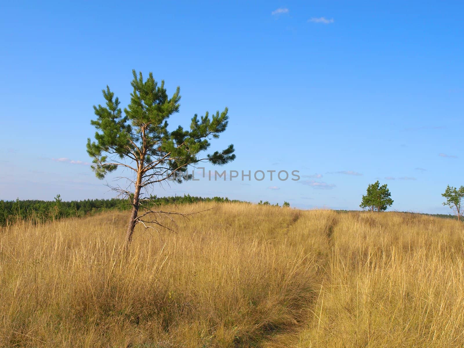 Summer landscape