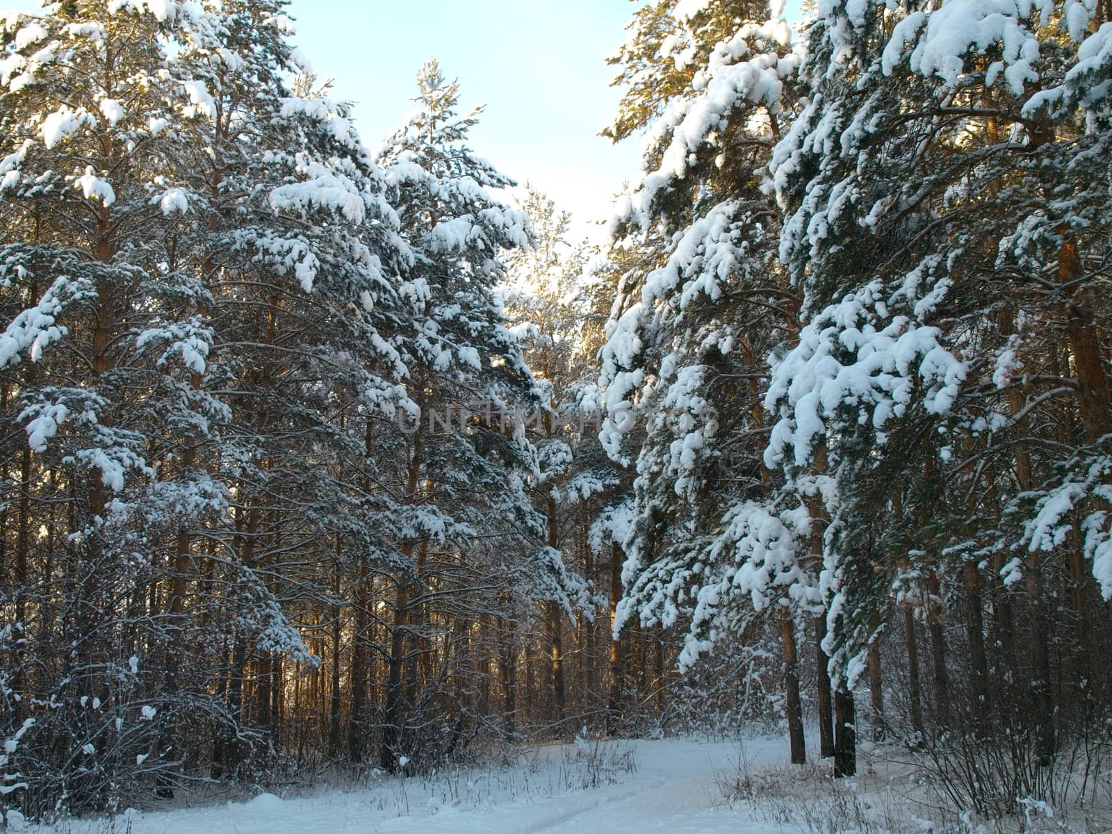 Winter forest. Trees under snow.