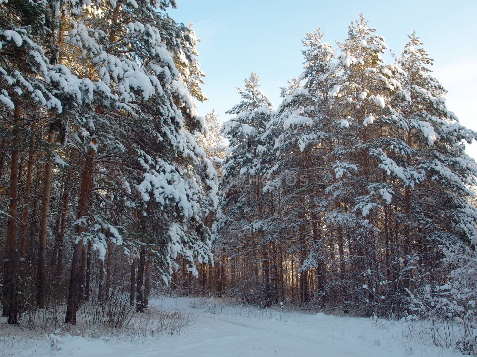 Winter landscape with forest. Pines under snow.