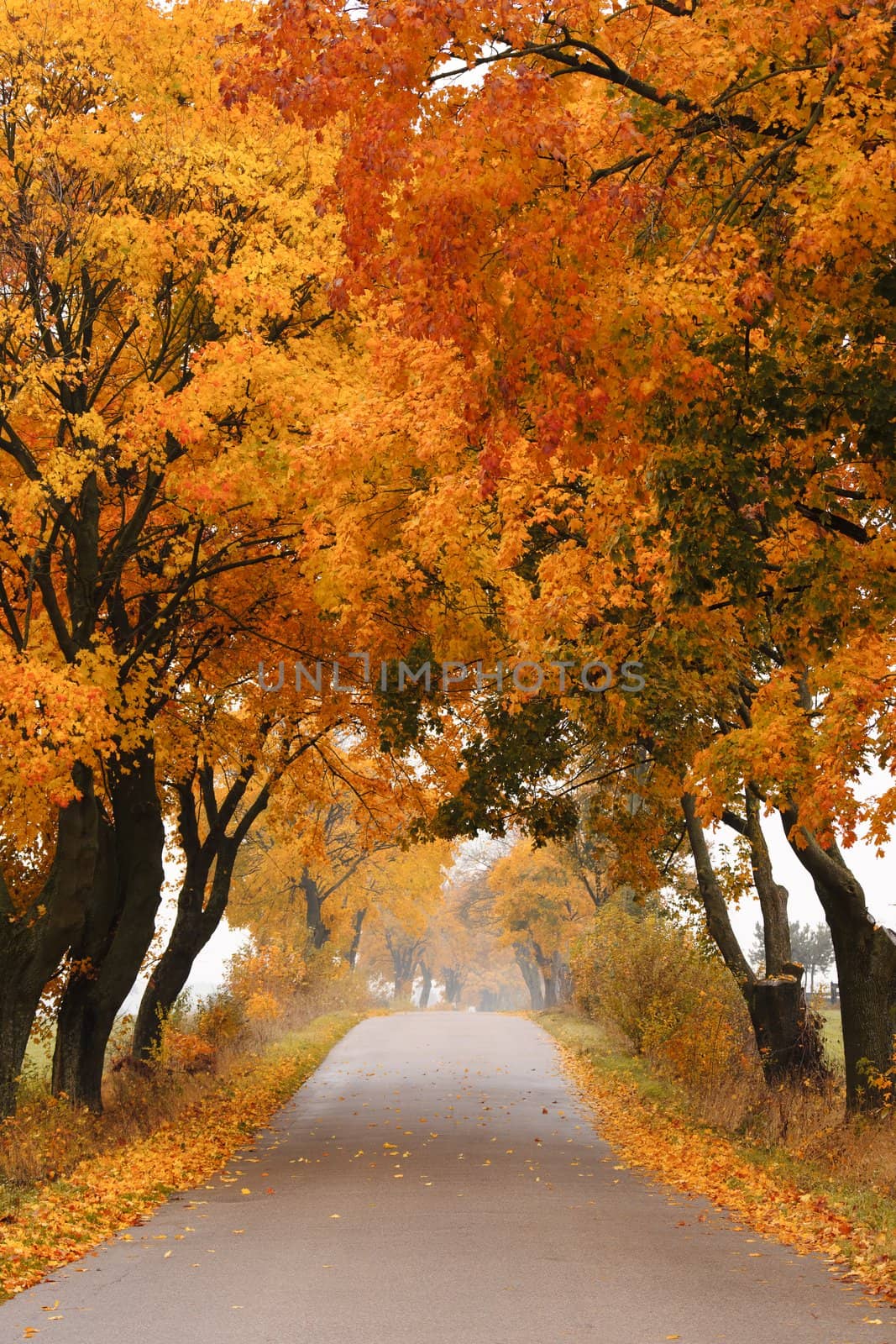 Autumn maple road. by Pietus
