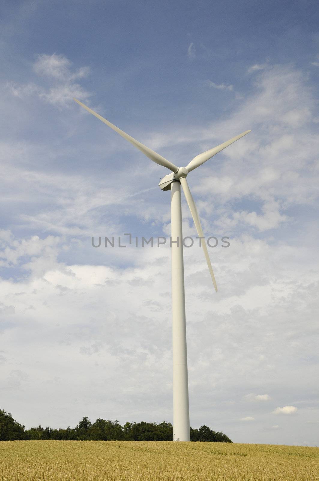 Wind turbine in a cereal field with a blue and cloudy sky