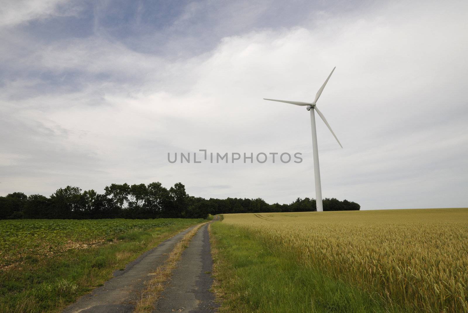 Wind turbine with a cereal fields and a little old road