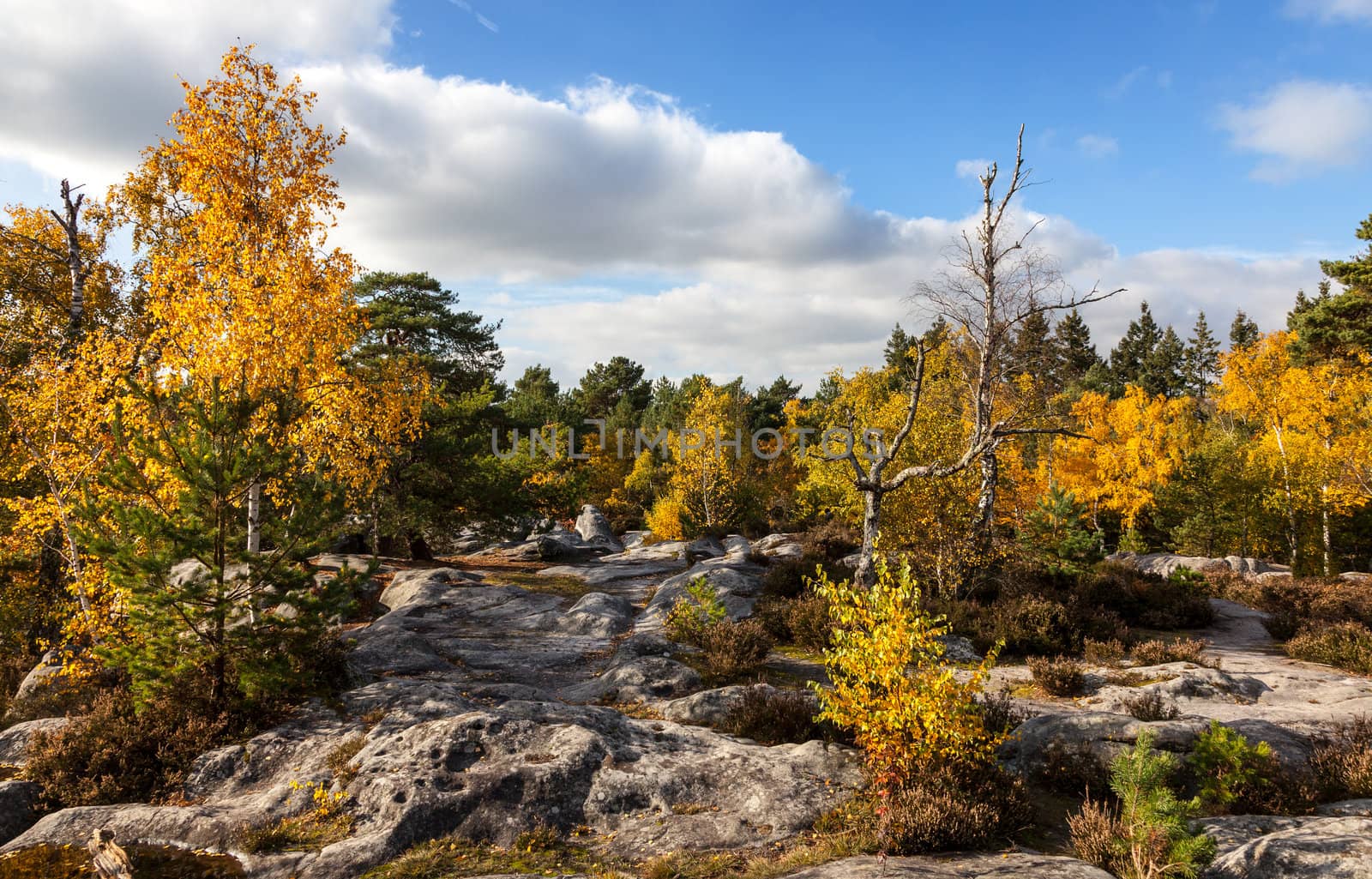 Beautiful autumn landscape in the Fontainebleau forest located in France close to Paris.