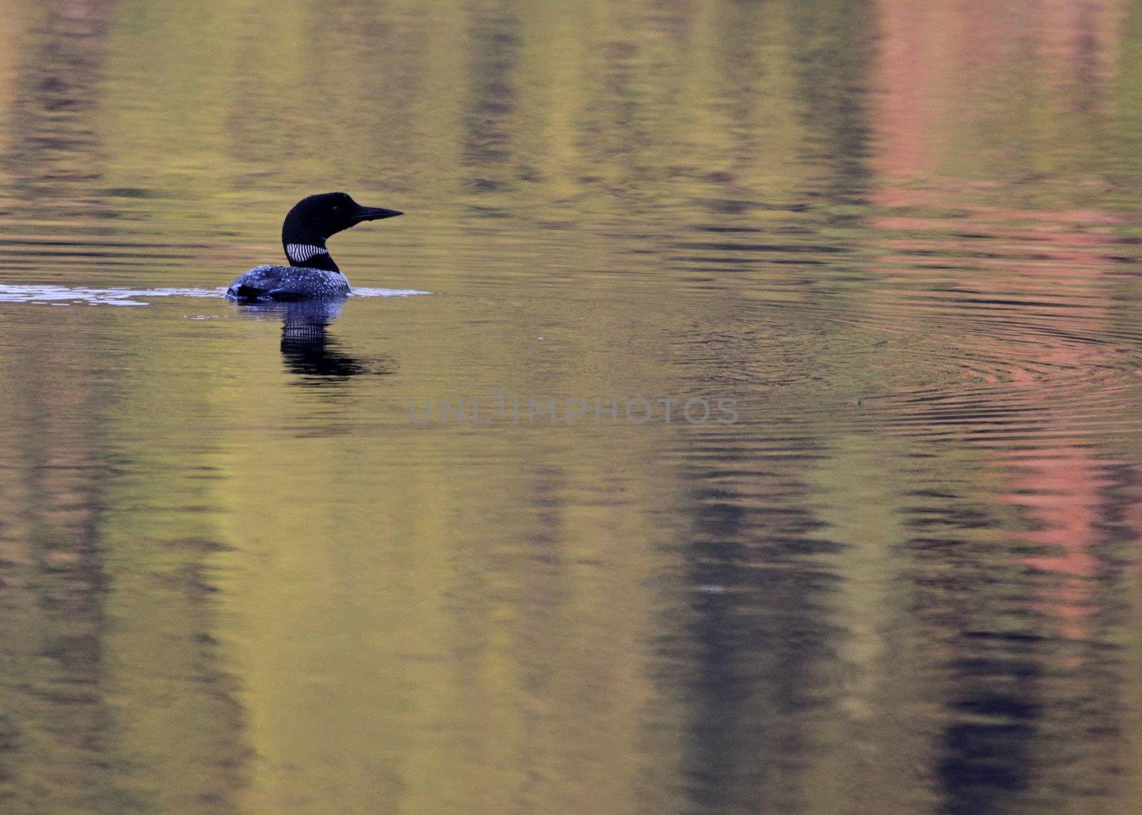 A Great Northern Loon (Gavia immer) on lake with a colorful reflection.