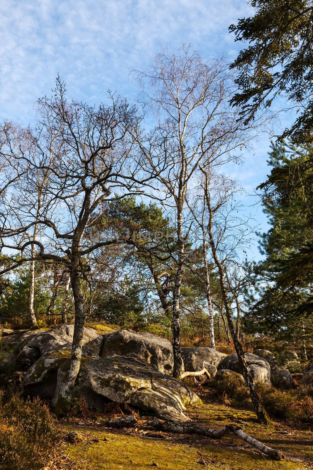 Landscape in the forest of Fontainebleau in the early spring.