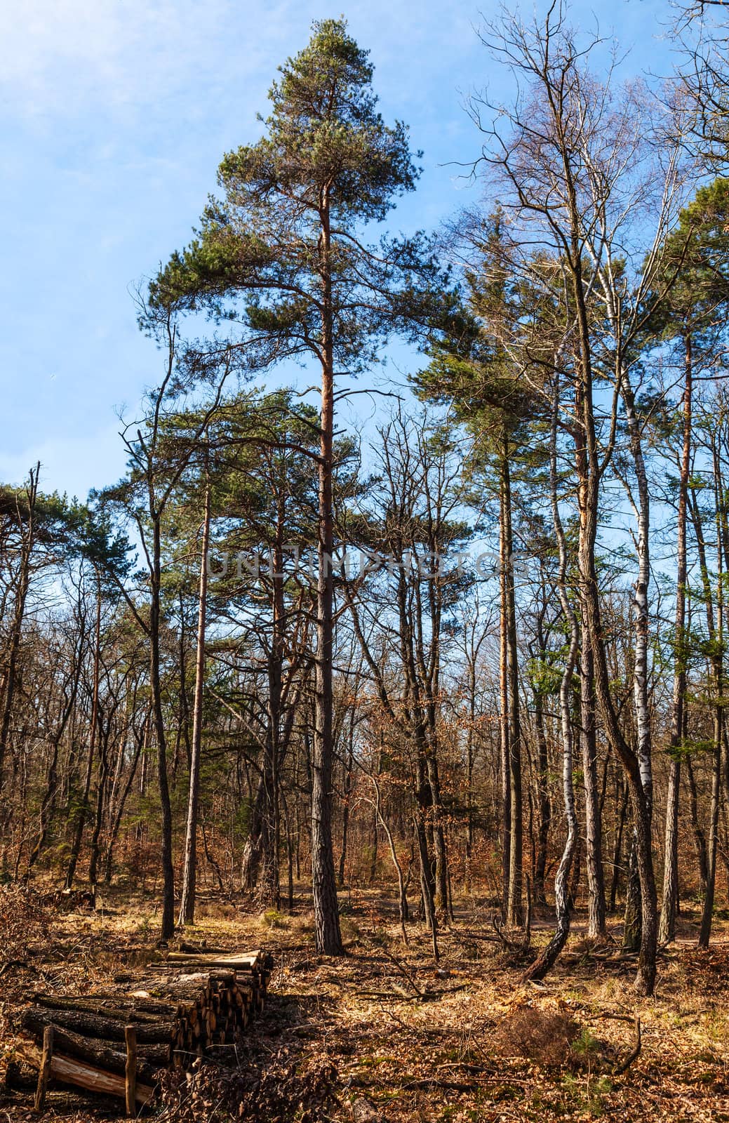 Landscape in the forest of Fontainebleau in the early spring.