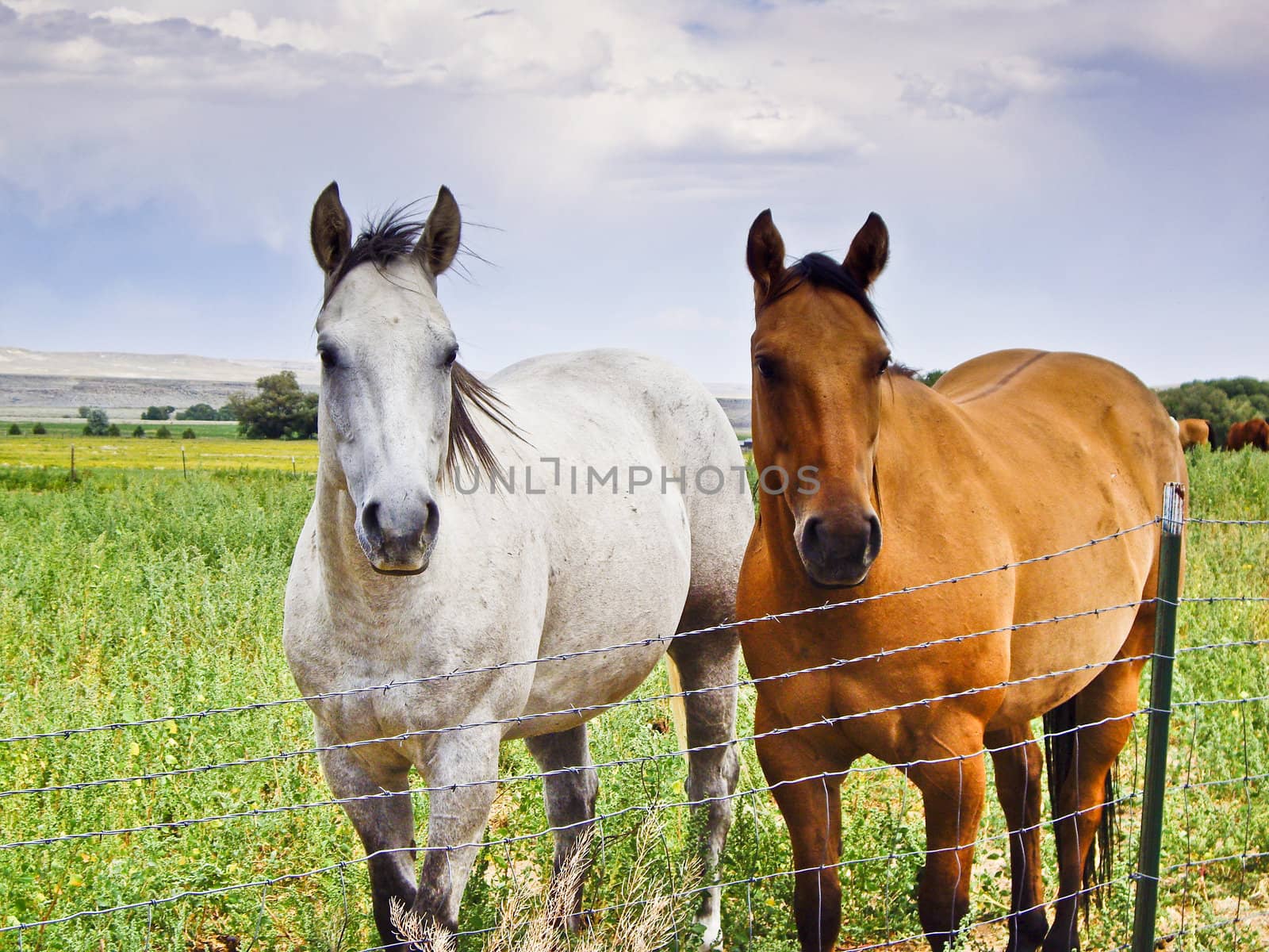 Two horses stand at wire fence hoping to get free