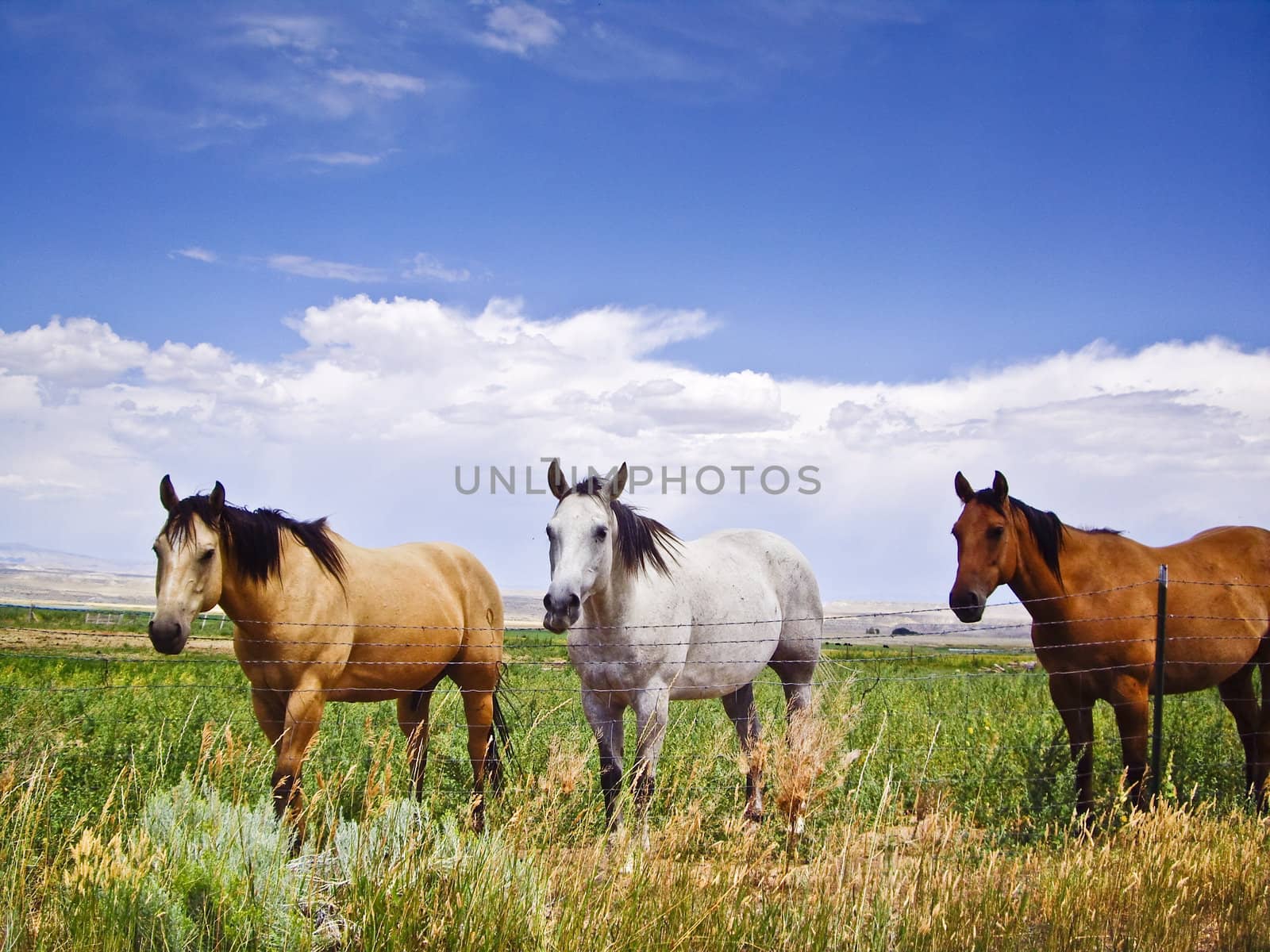 Three horses of different color captive in same field