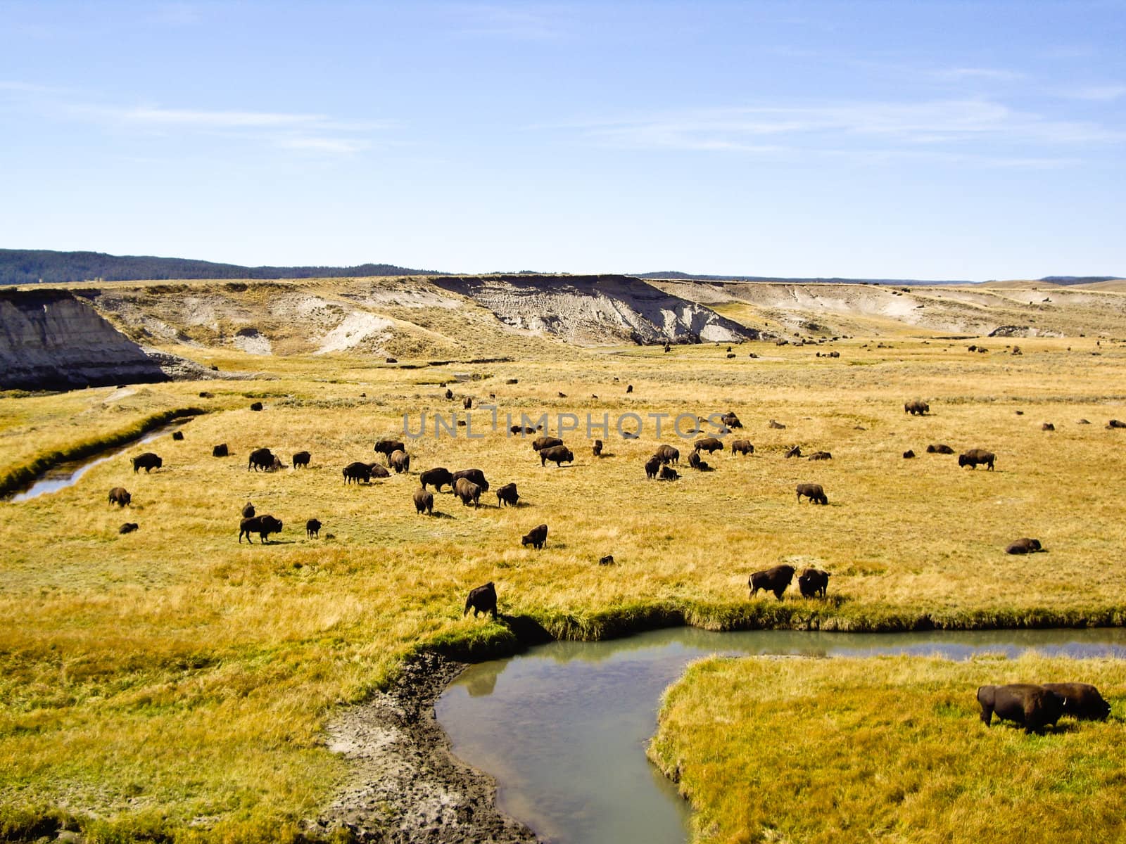 Buffalo graze at Oxbow Bend in wilderness