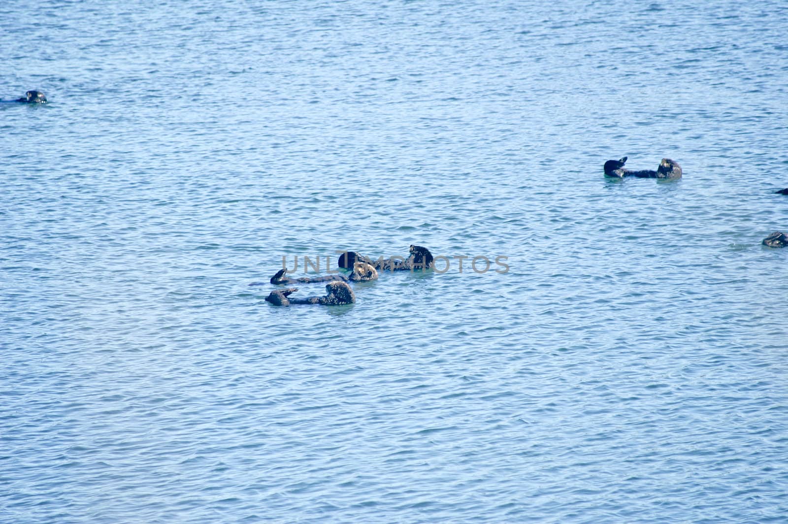 Sea Otters float on their backs in ocean