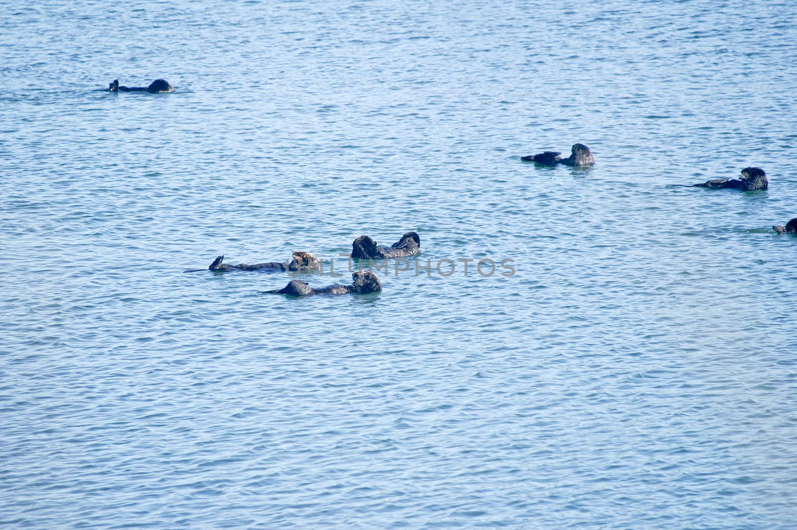 Sea Otters float in ocean