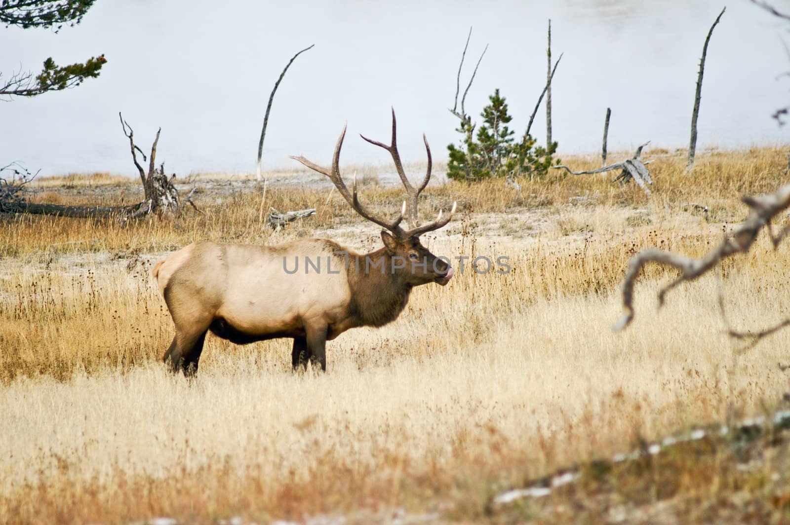 Large male Elk licks his lips and hopes for a tasty meal