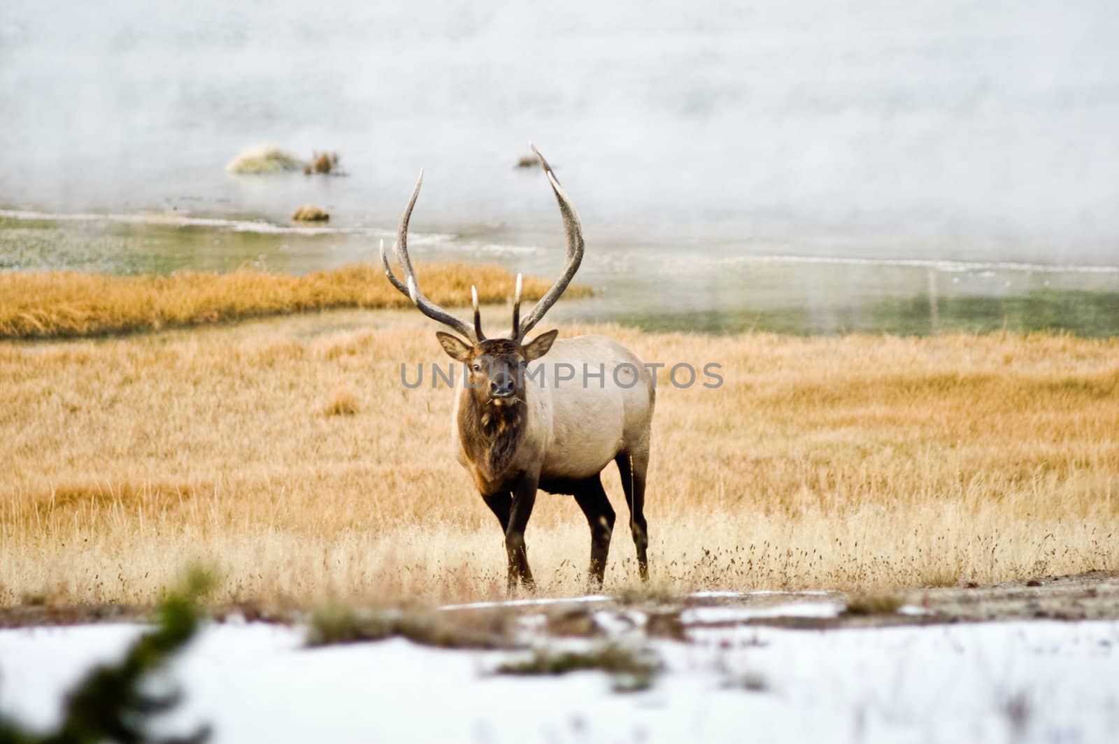 Large male Elk watches closely