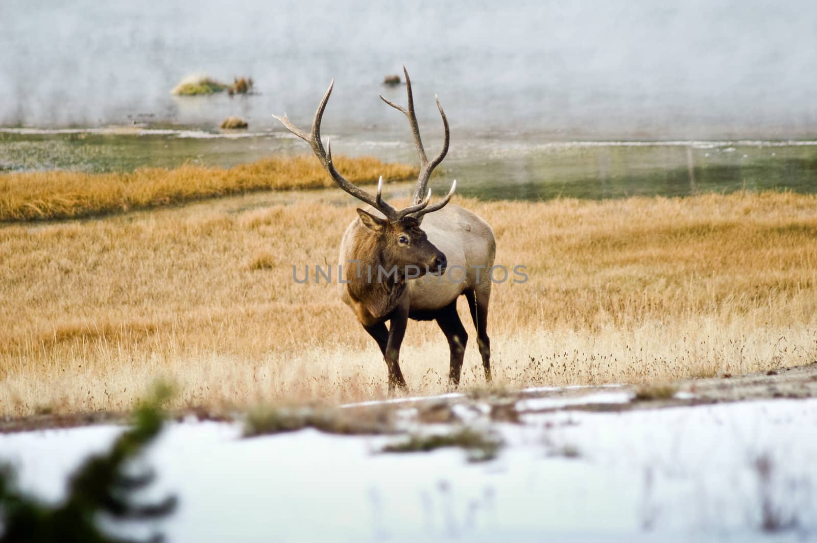 Male Elk in the MIst of Yellowstone by emattil