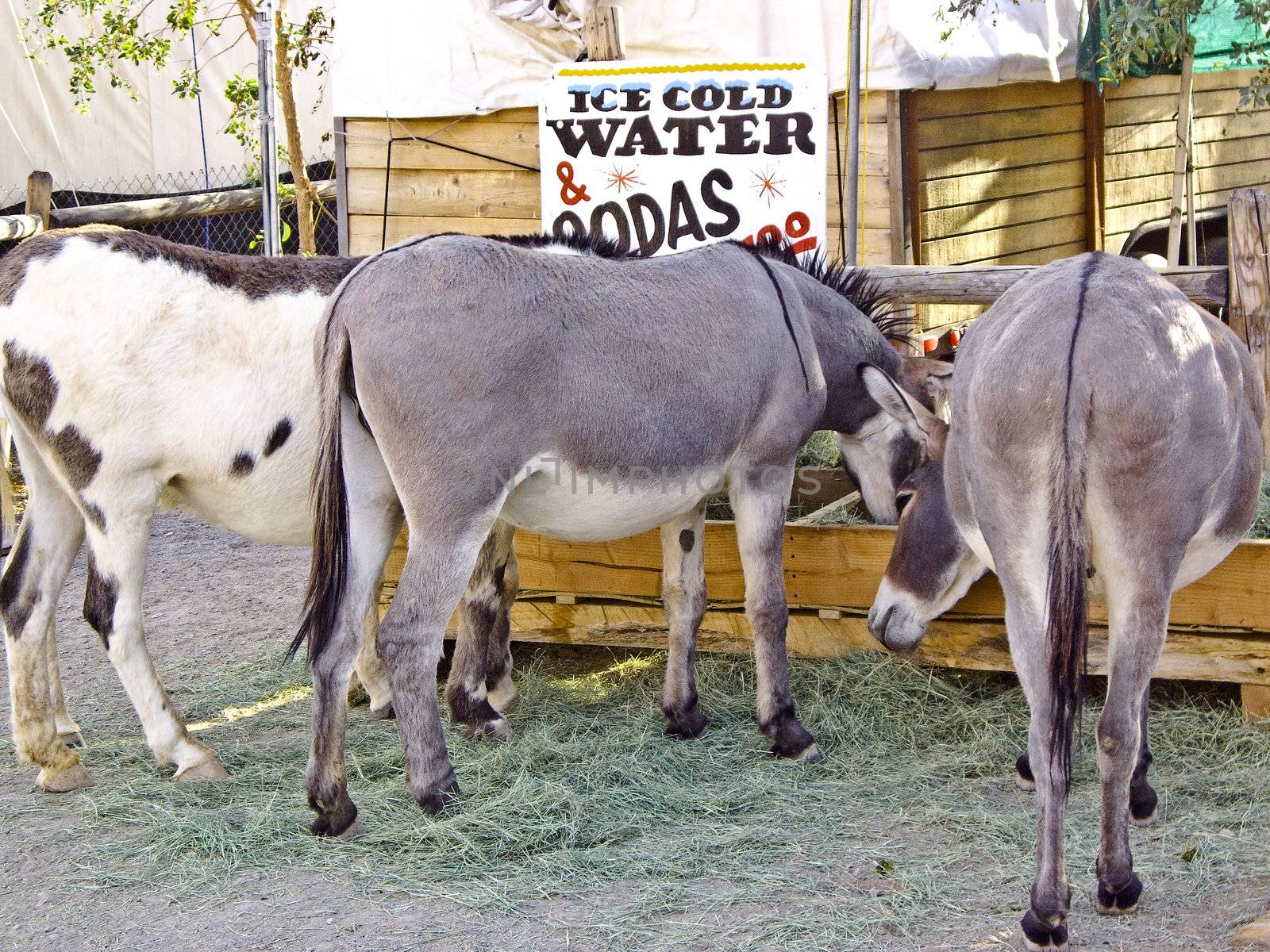 Three Smart Burros having a drink by emattil