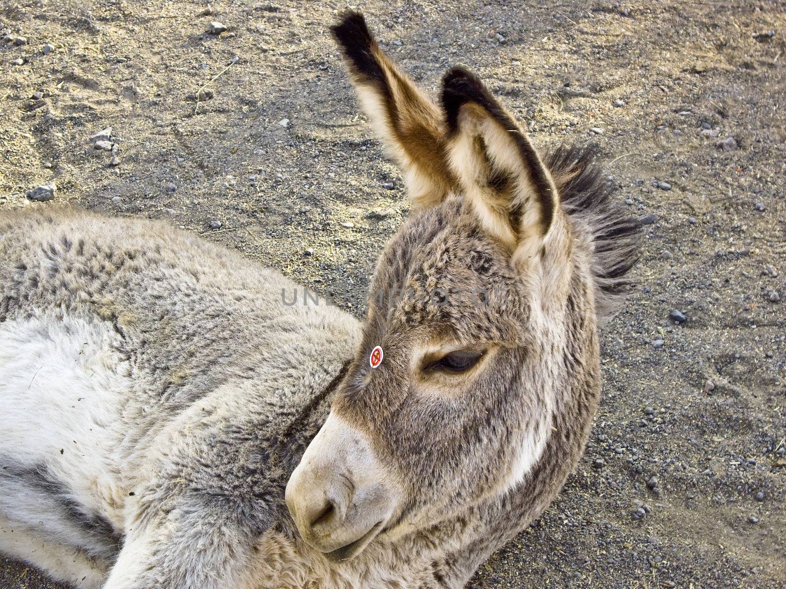 Baby Burros with warning stickers against feeding them carrots