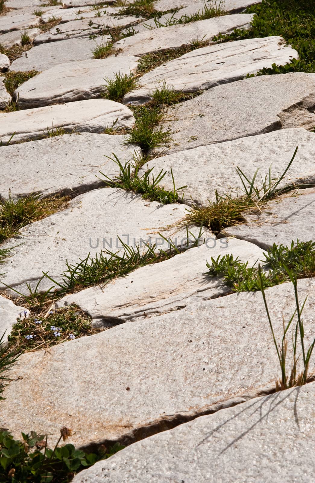 Yard stone path and grass