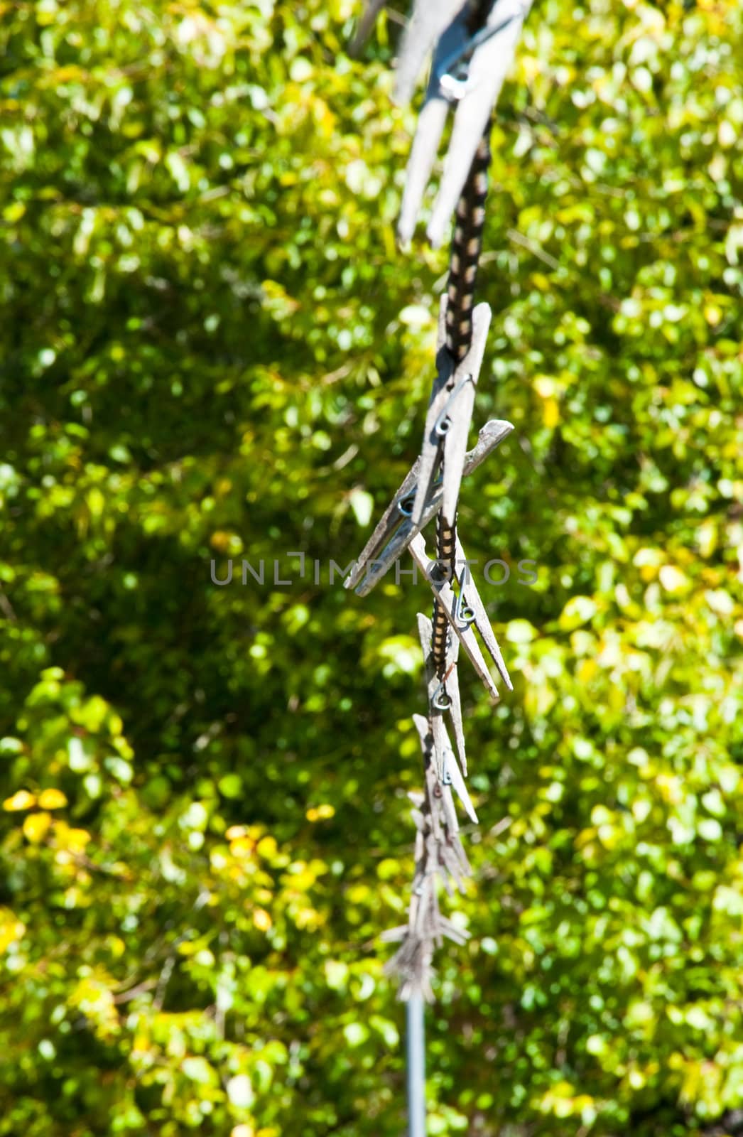 Clothespins on a line in a yard