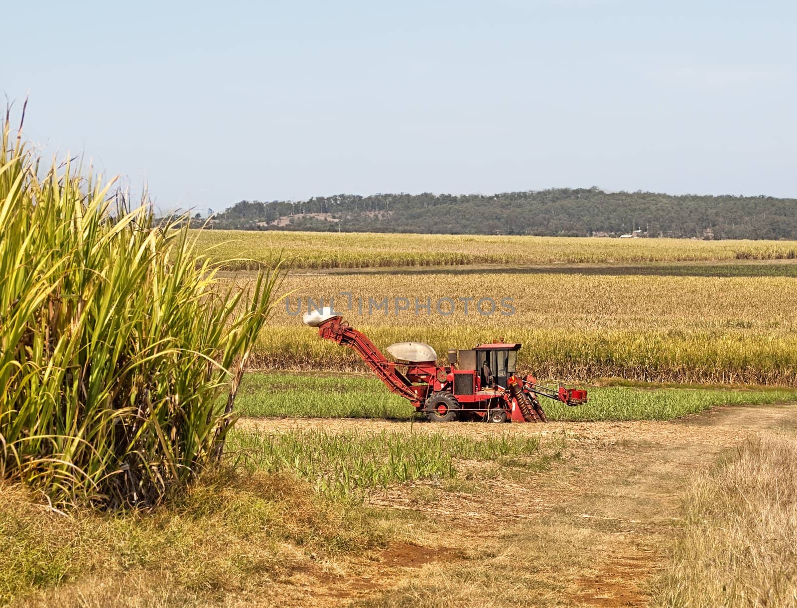 Red machinery farm cane harvester on Australian sugarcane plantation background