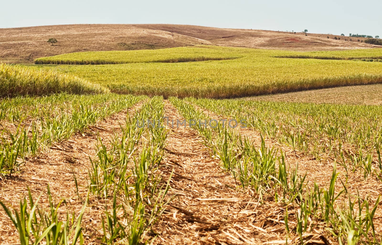 Australian agriculture farm industry sugar cane plantation with new crop growing in rural landscape background