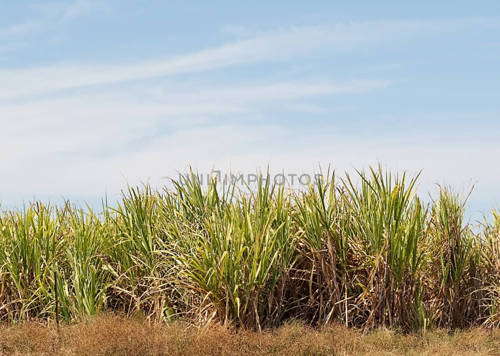 Sugar cane plantation farm with blue sky by sherj