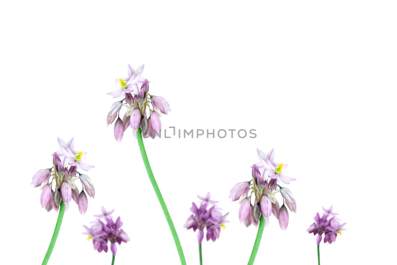 Purple flower Australian Wildflower vanilla lily Sowerbaea juncea over white background