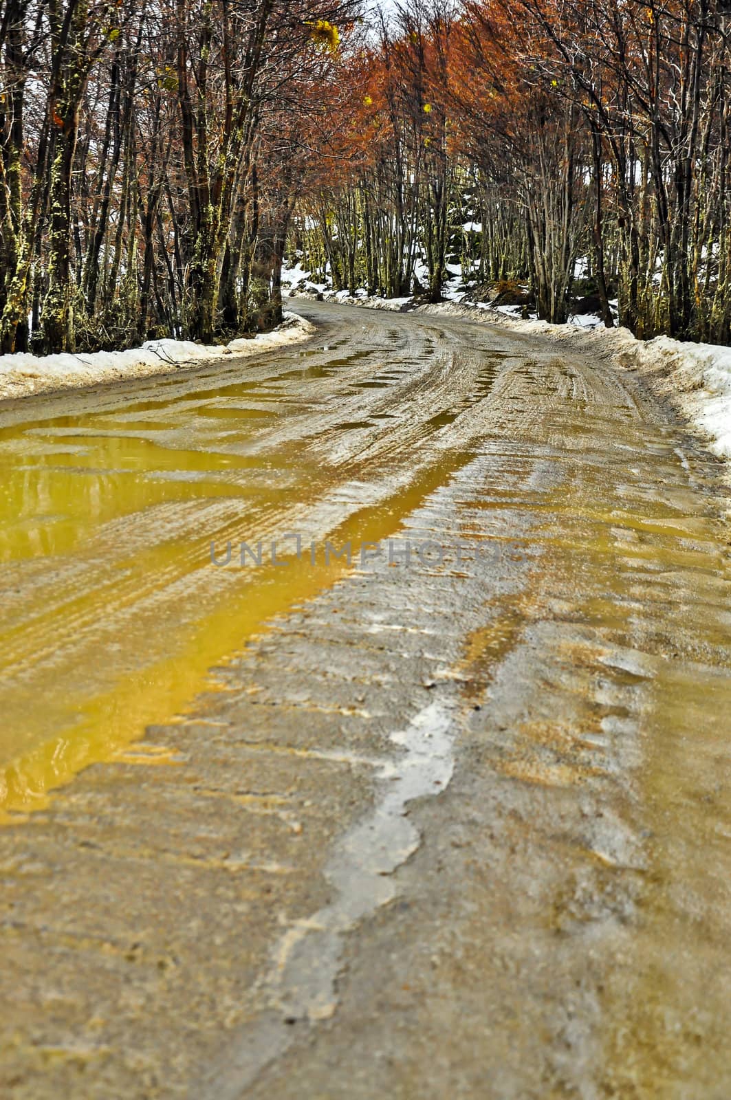 A wet muddy dirt road in a forest in Tierra del Fuego.