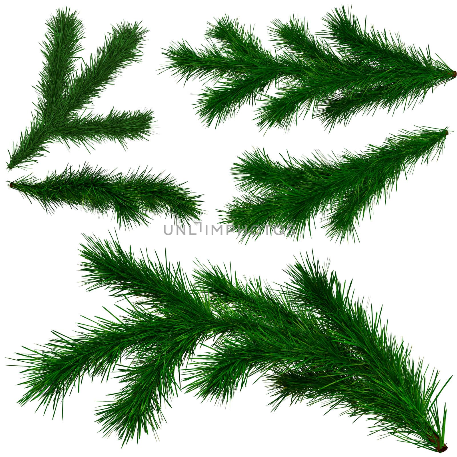 set of Christmas tree fir branches on white background