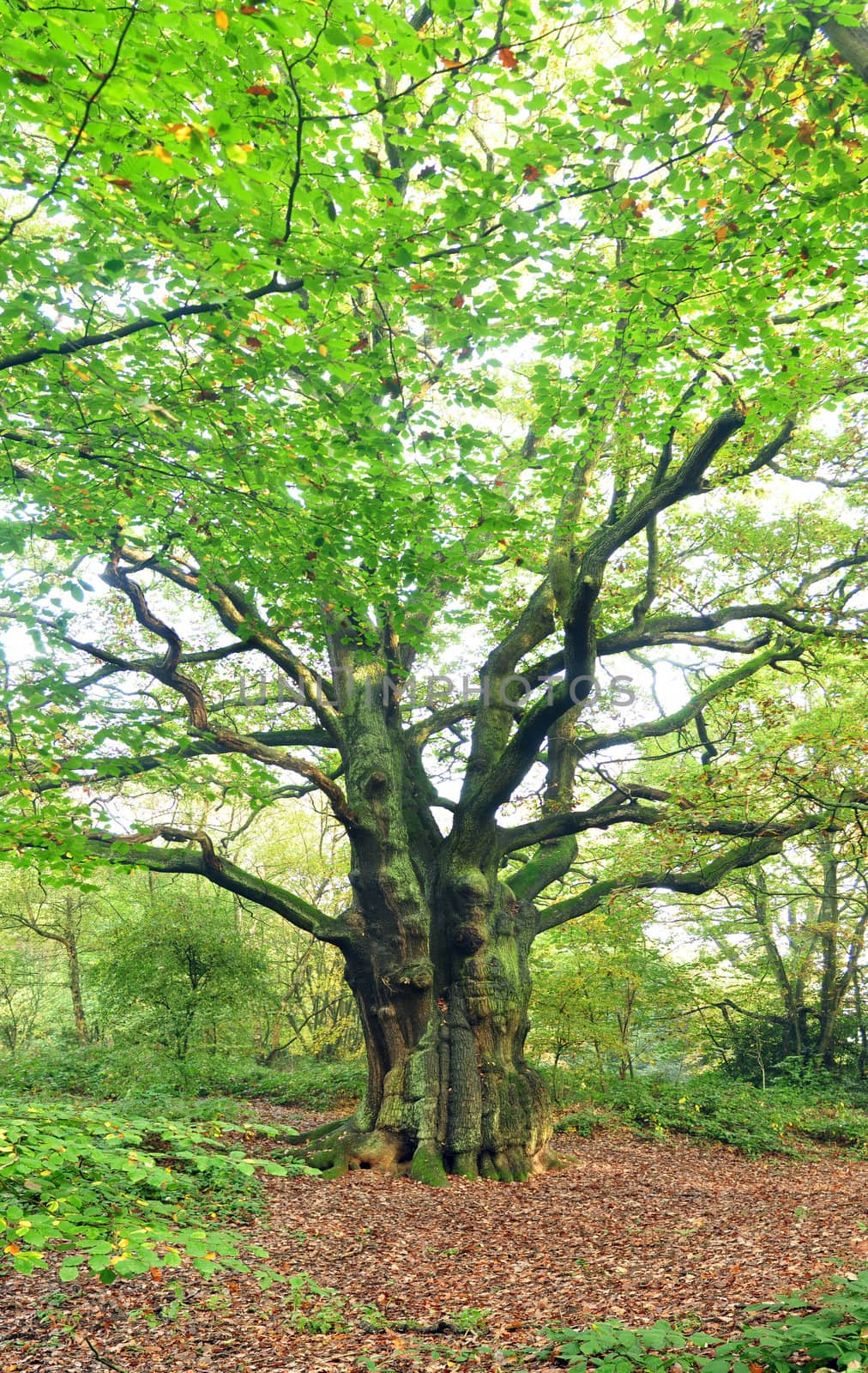 big old tree in autumn season with yellow leaves