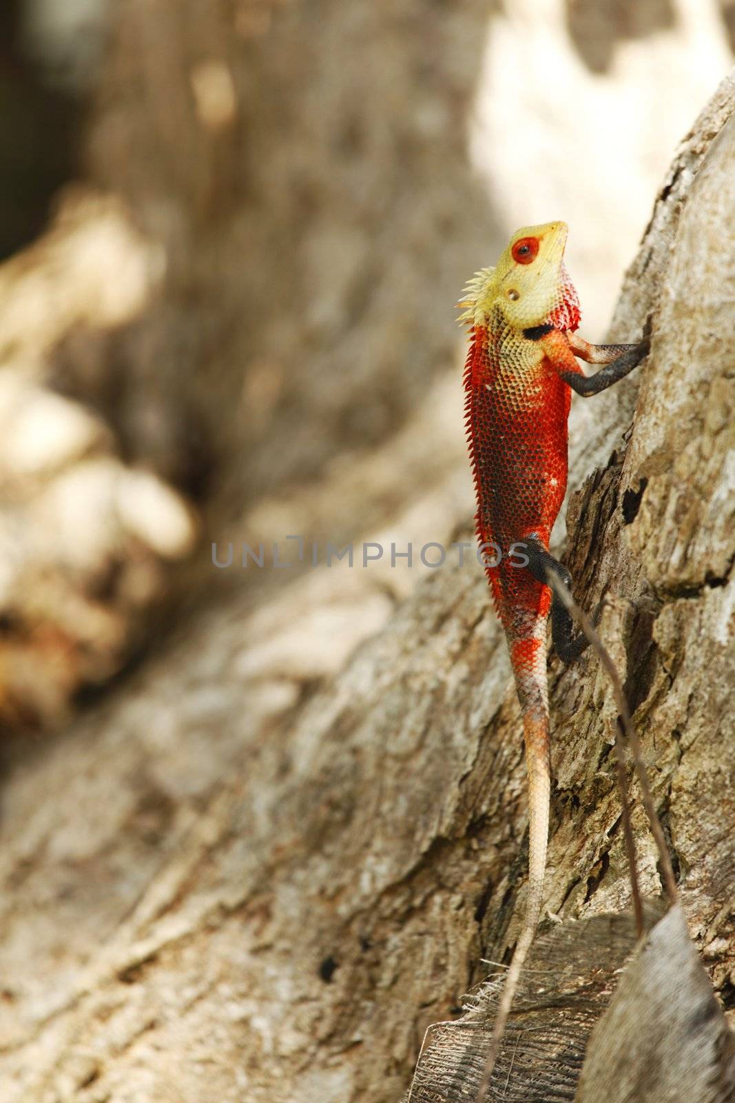 Red chameleon on bark of tree outdoors