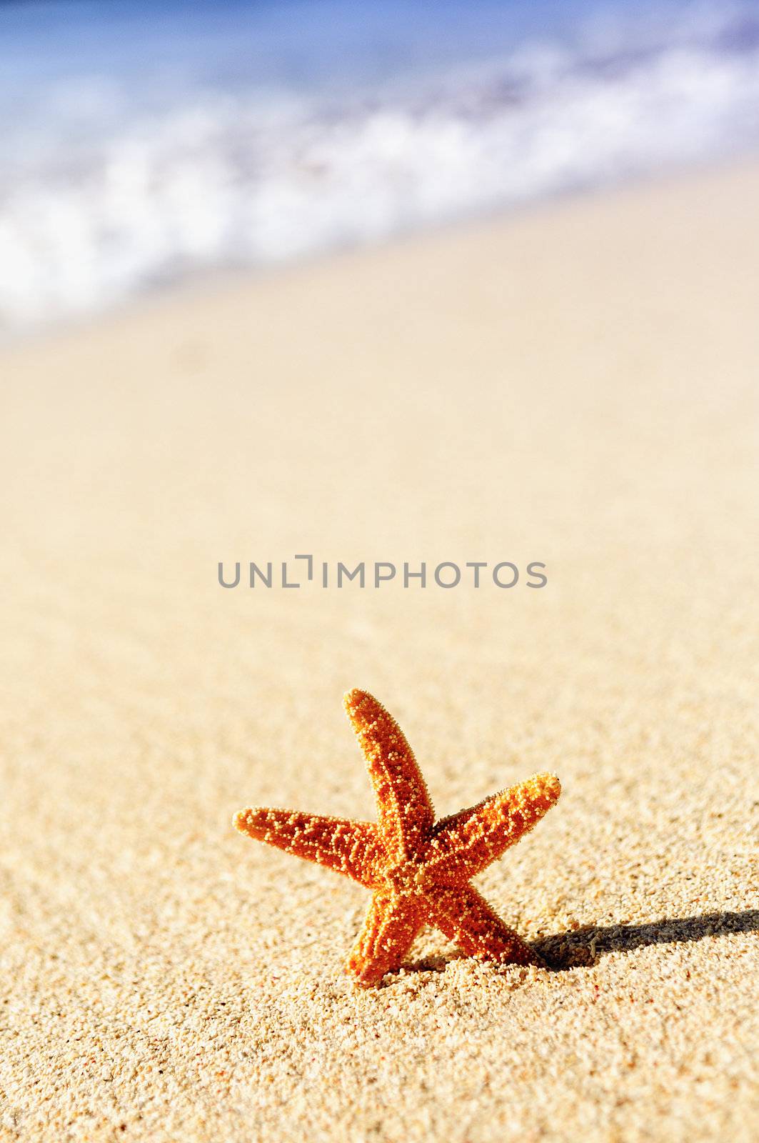 sea shells with sand as background