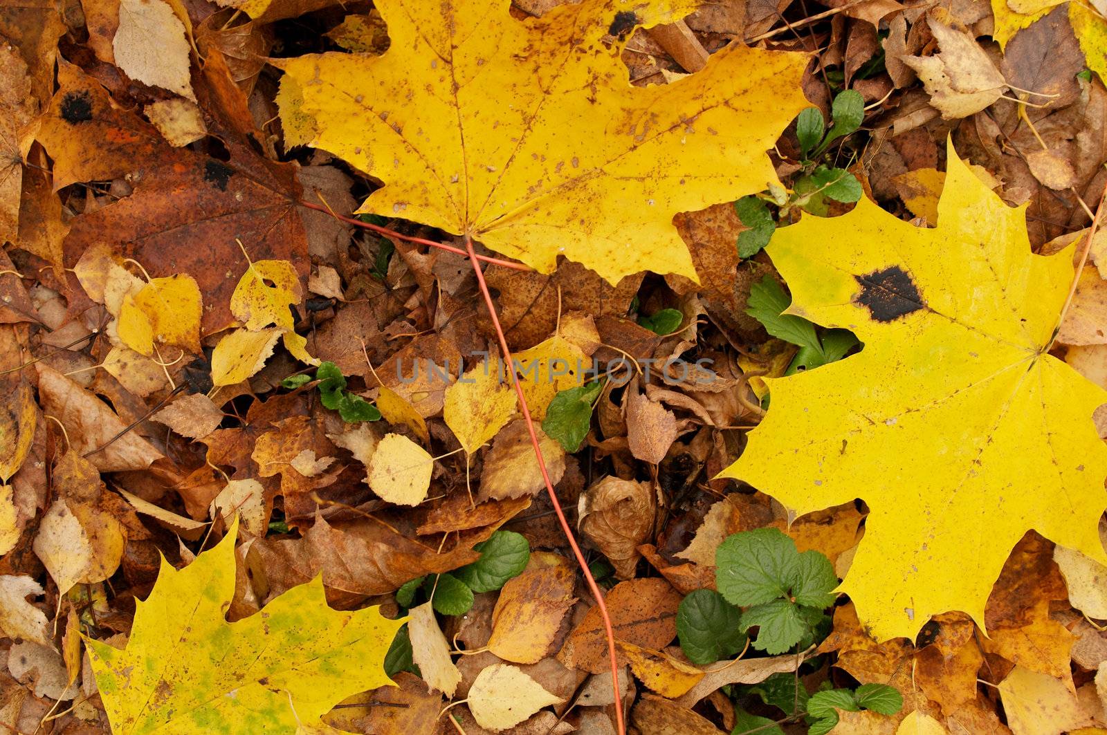 Background of Autumn Leafs anf Green Grass closeup outdoors