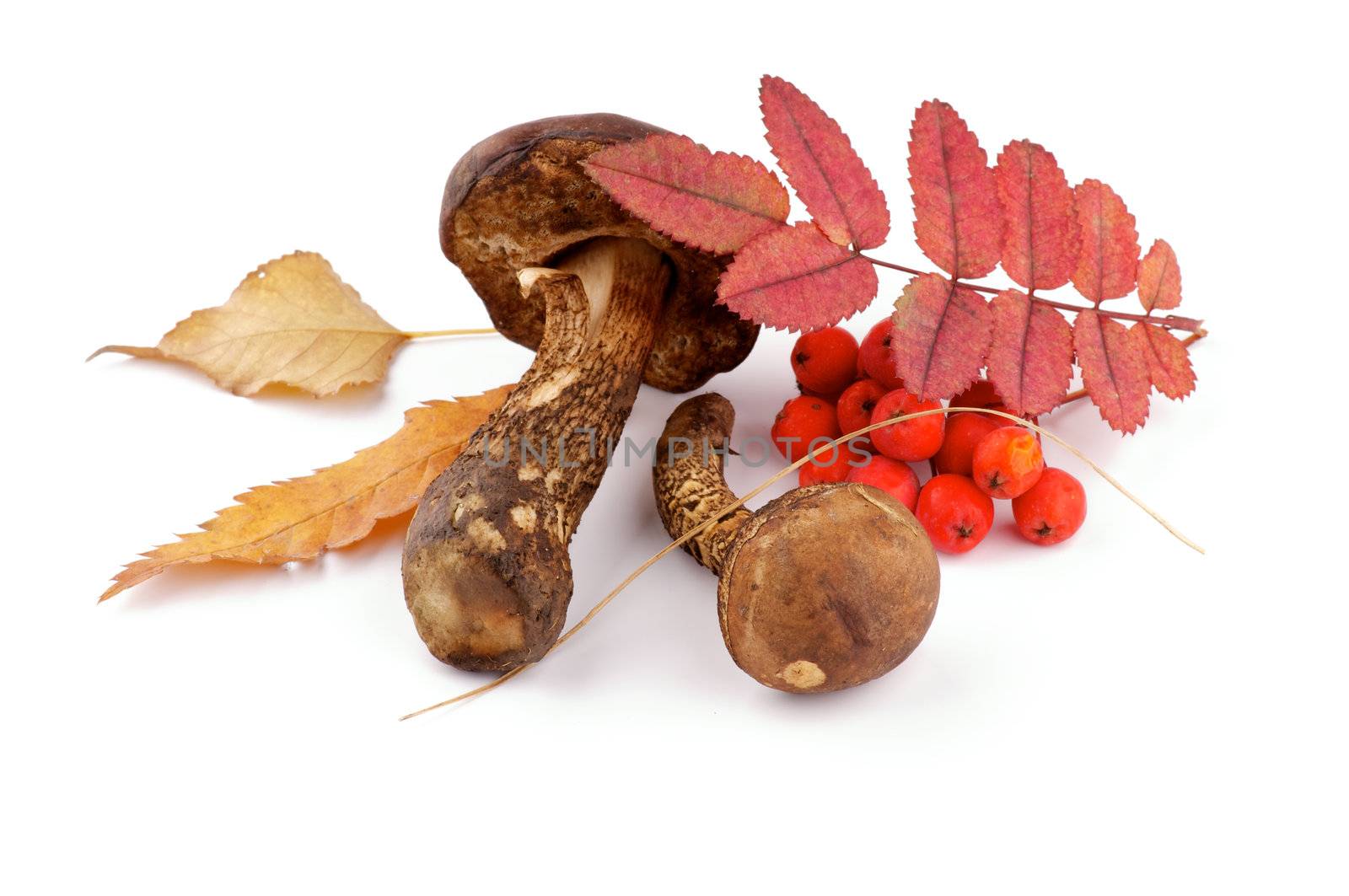 Brown Cap Boletus, Leafs and Cranberry isolated on white background