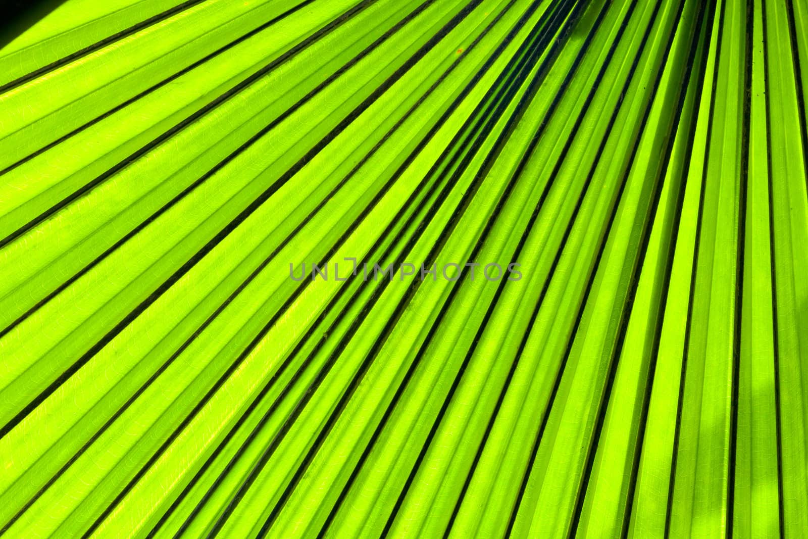 Beautiful tropical palm leaf backlit with sunlight shining through