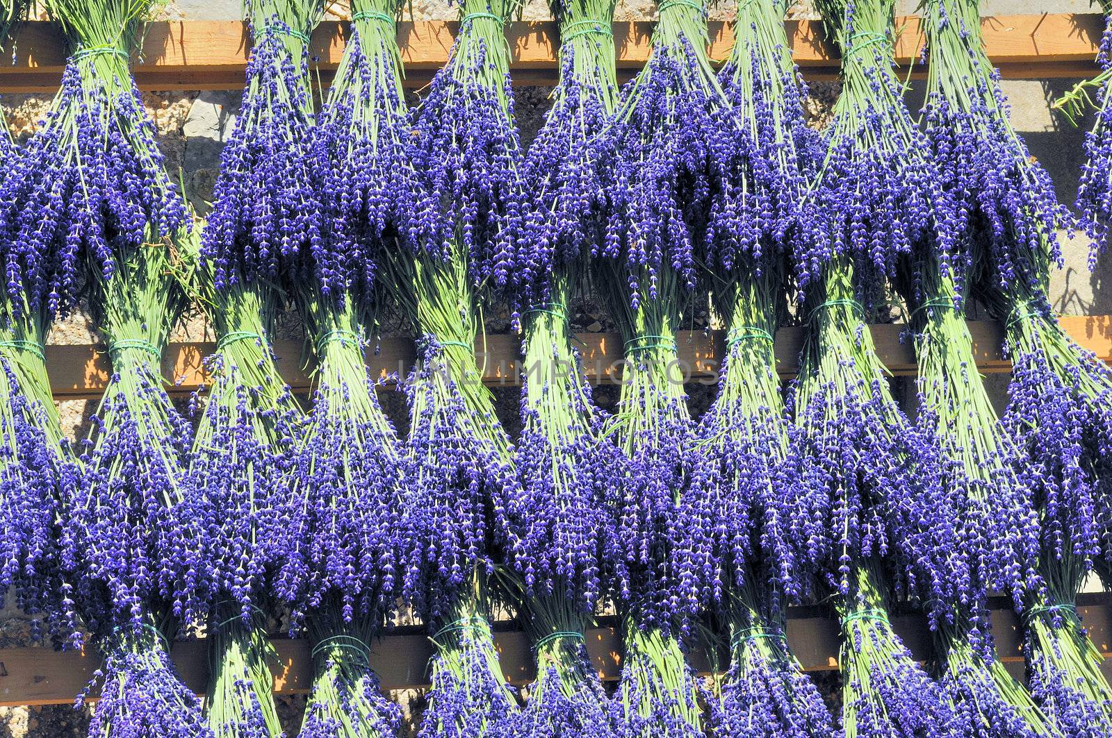 Bundles of lavender in famous Provence in France