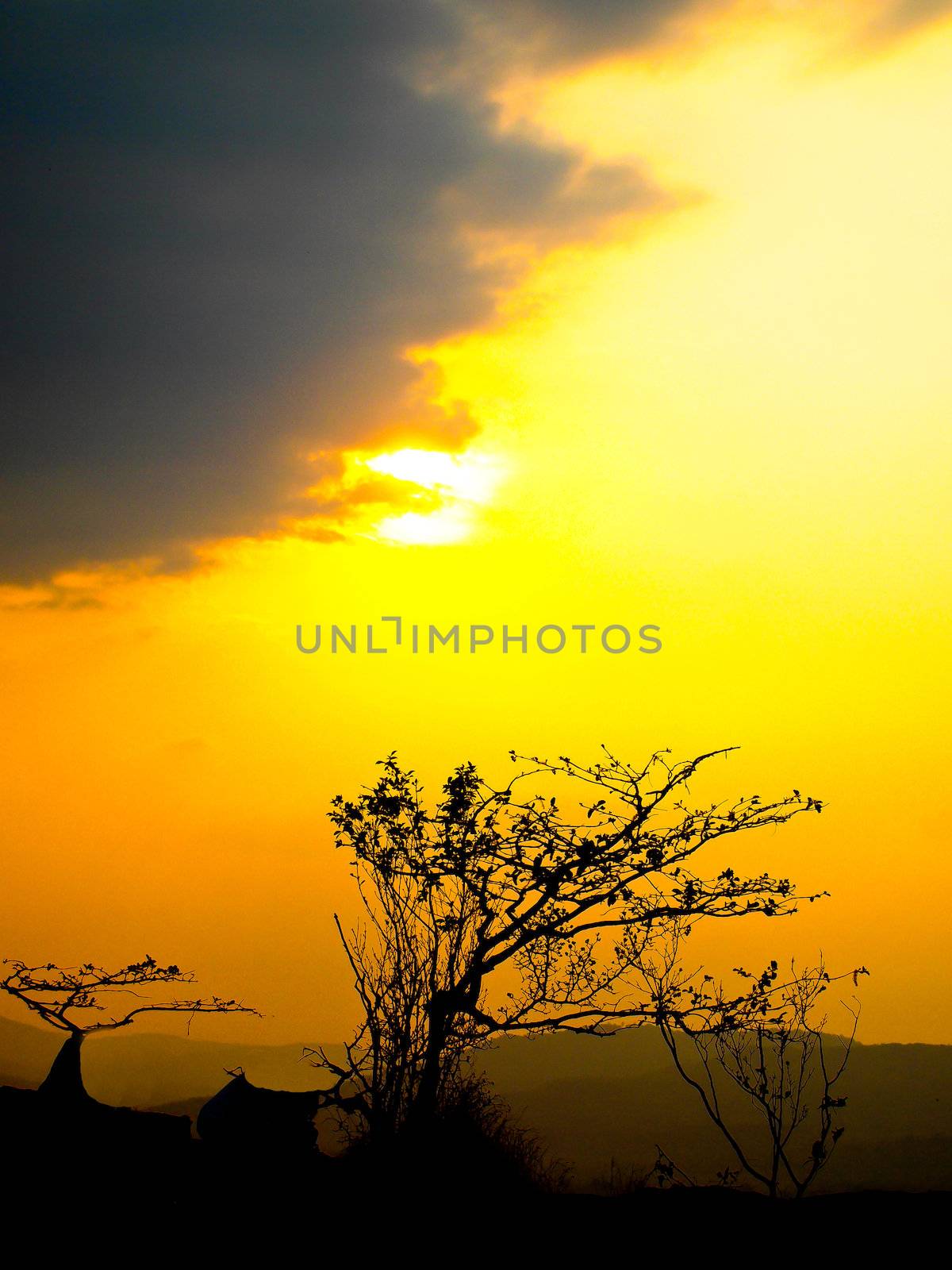 Standing tree with twilight