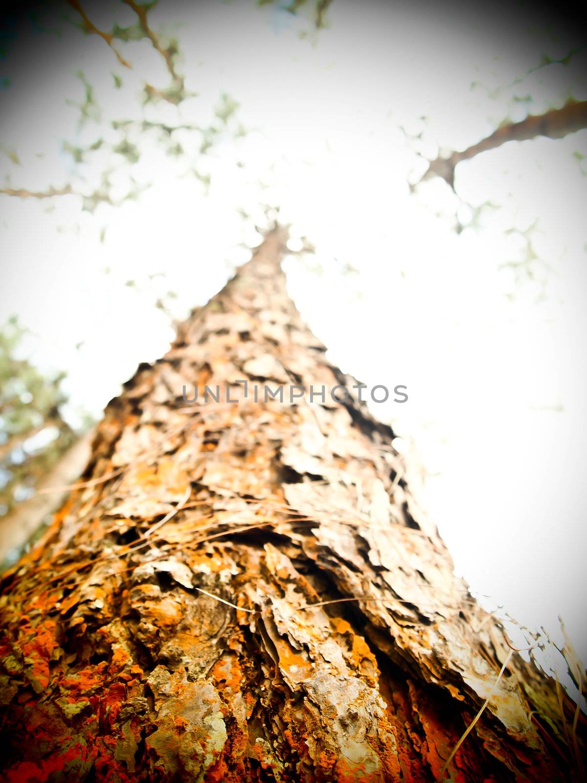 Body of pine tree by gjeerawut