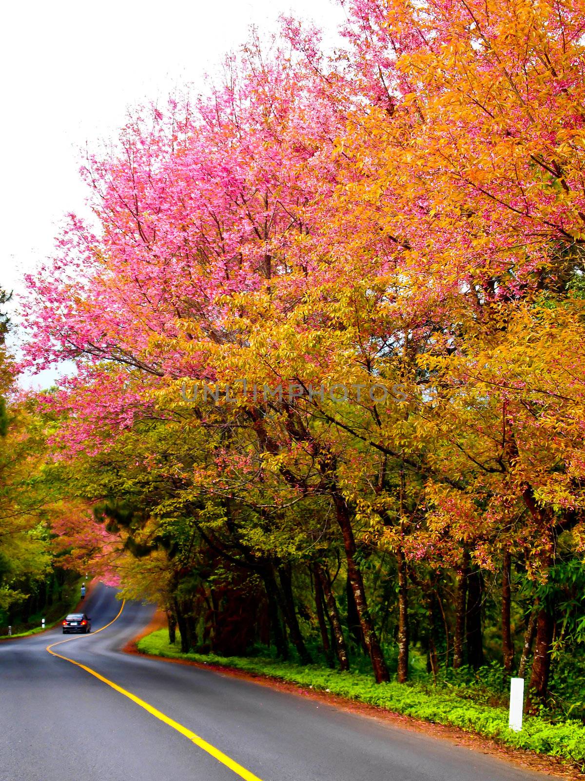 Pink sakura and the road