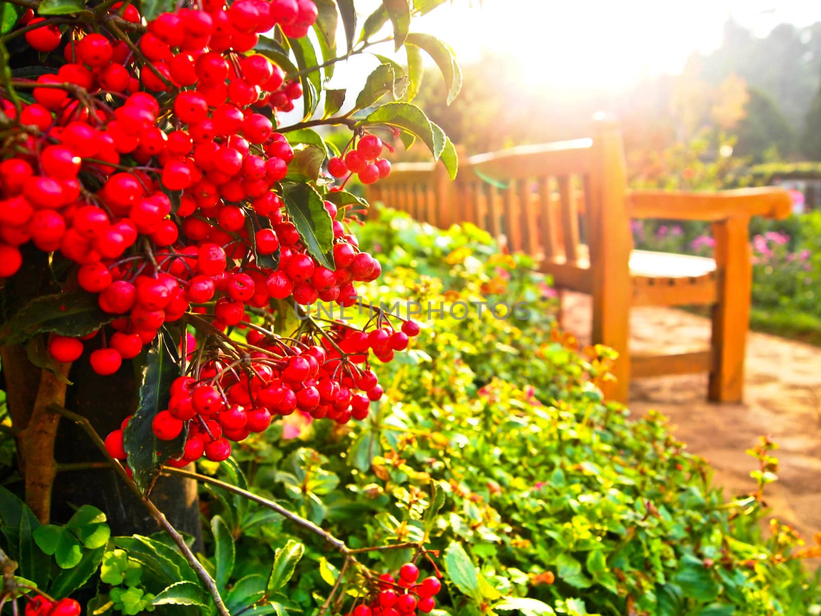 Red fruit in garden by gjeerawut