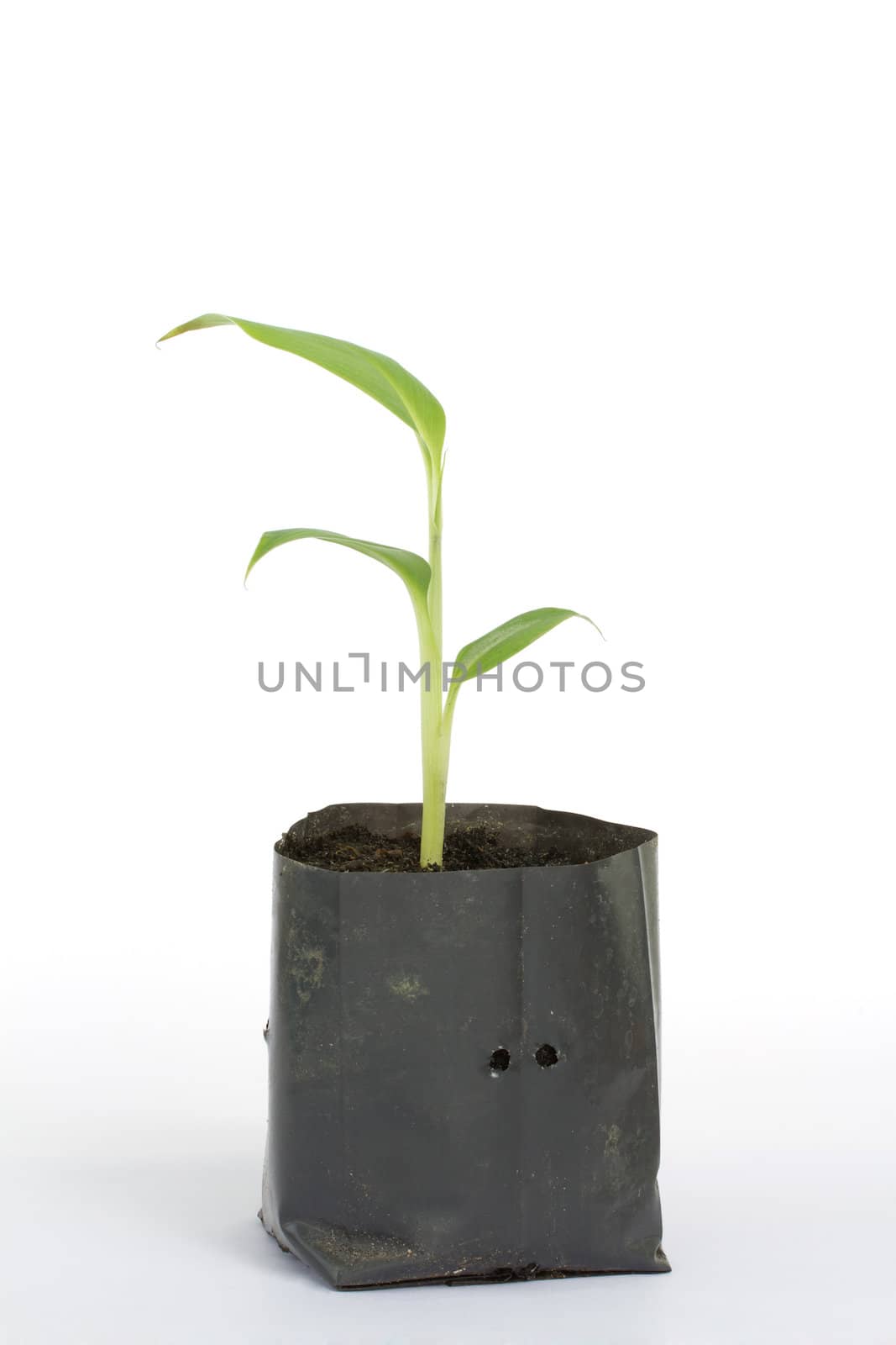 Banana plant in the plastic bag on white background by ta_khum