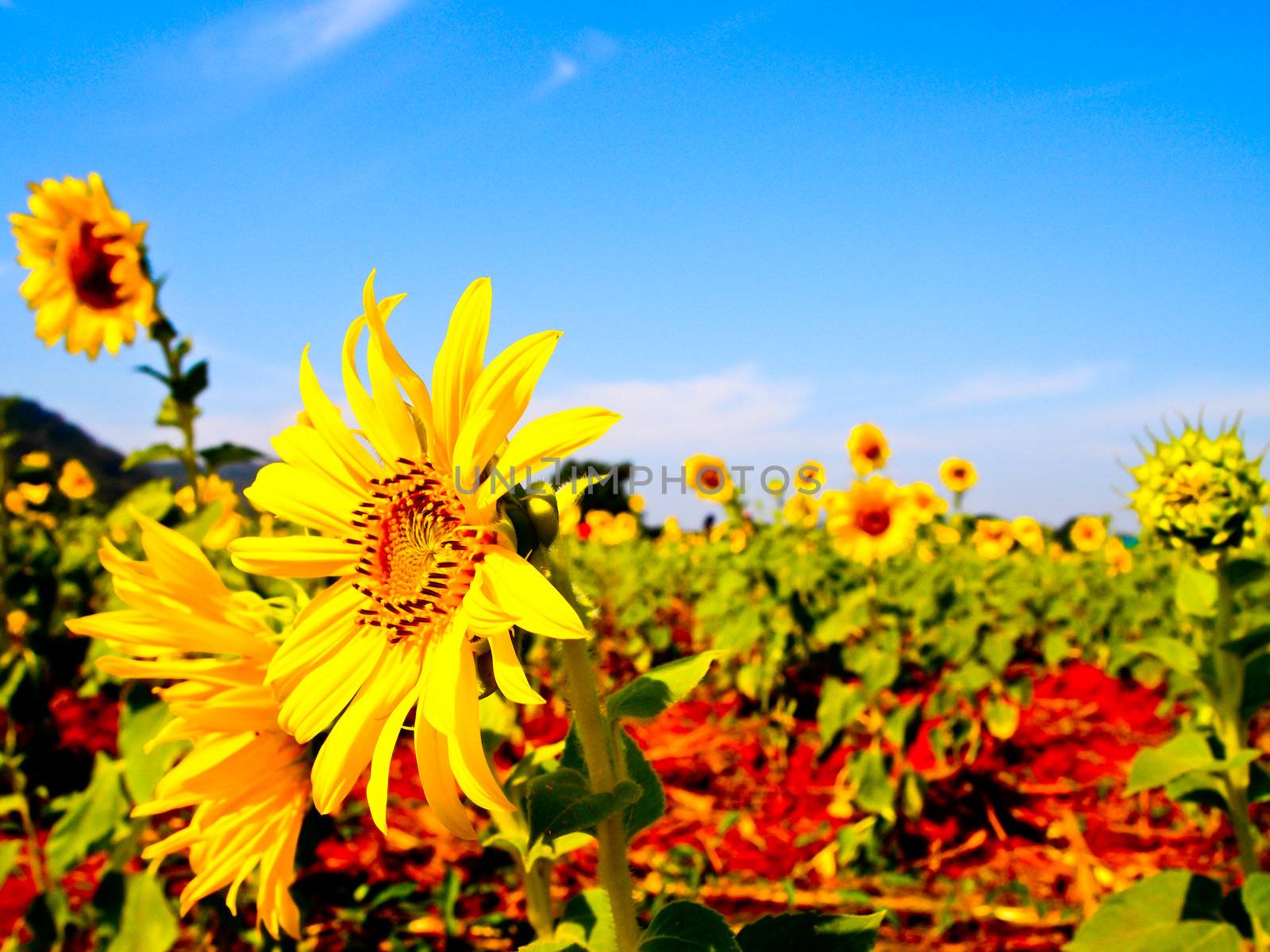 Sunflower garden by gjeerawut