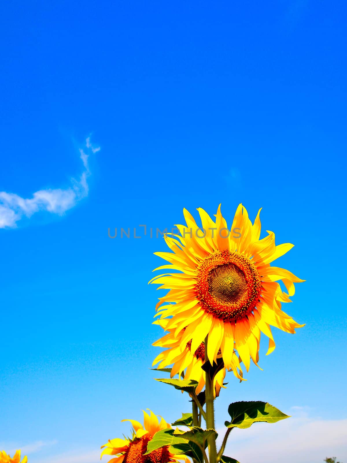 Sunflower with blue sky by gjeerawut