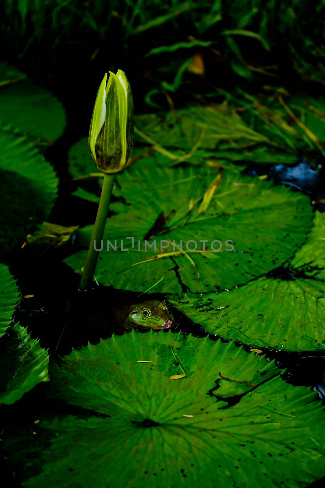 lotus by Photoguide