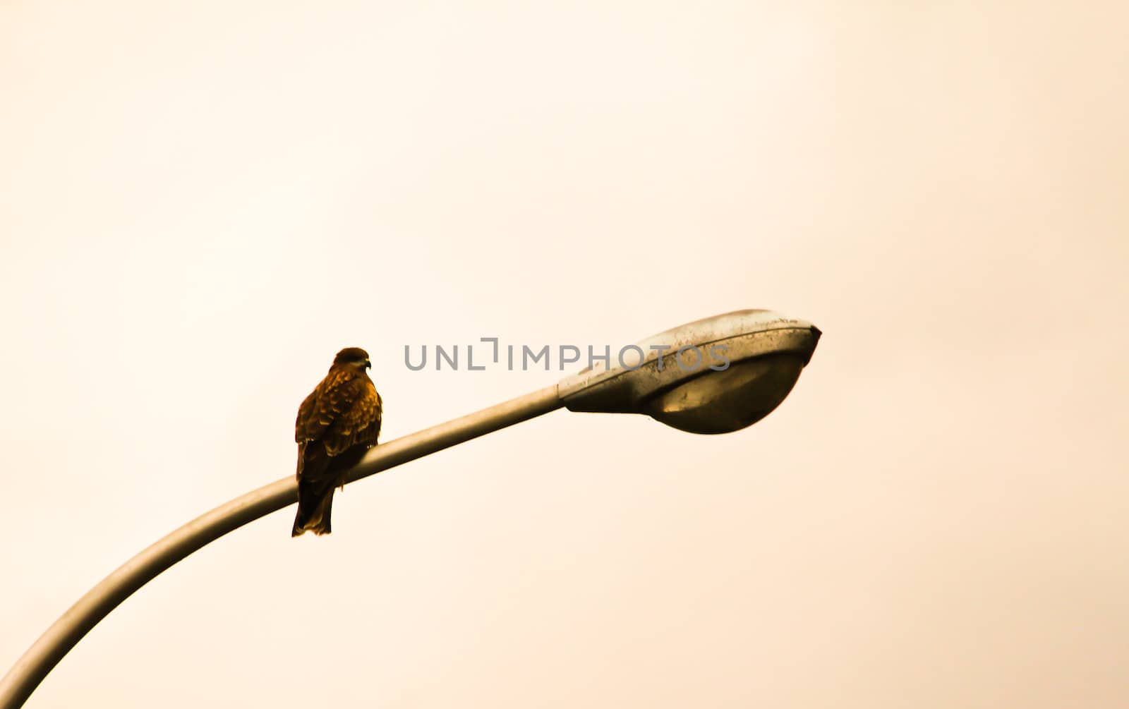 Lonely Bird on lamp post by gjeerawut