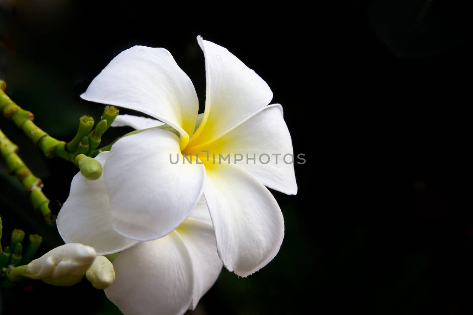 White plumeria flower on black background