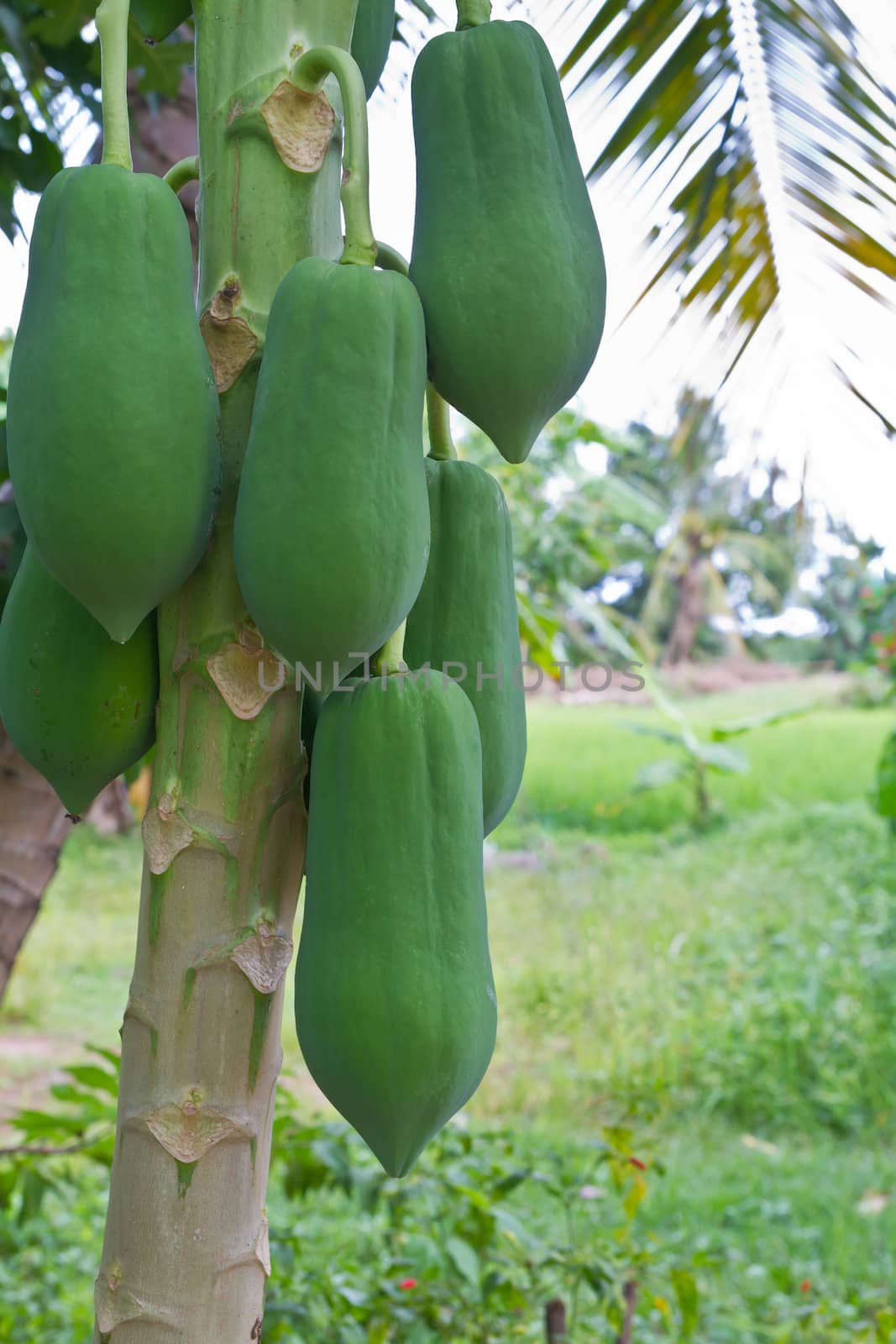 Papayas hanging on tree